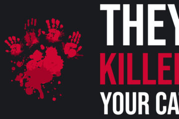 They Killed Your Cat Game